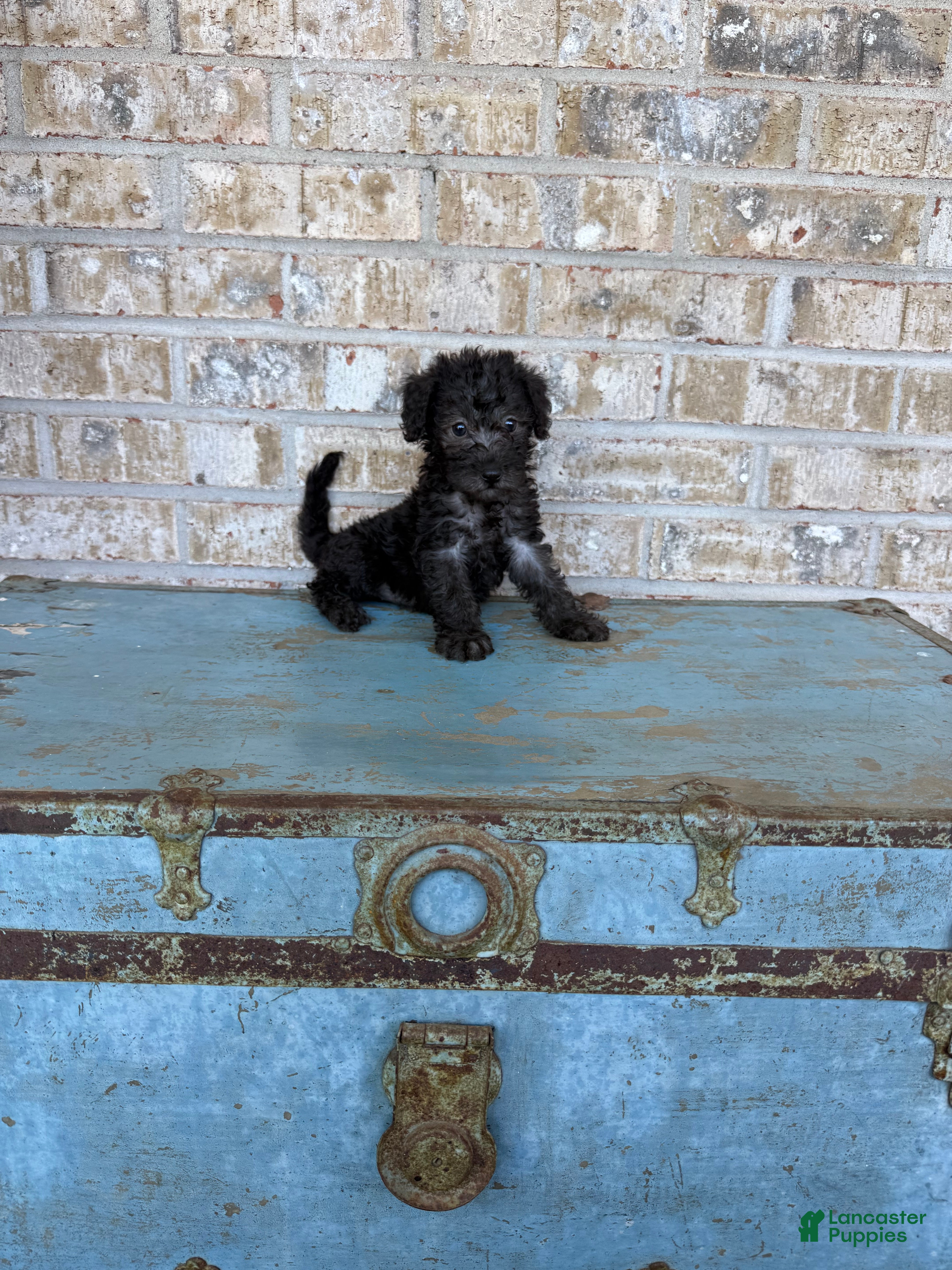 Breeze (Doodle / designer cross, Female) in Scottsville, KY