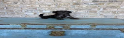 Miniature Labradoodle dogs for sale: Breeze - Ad 1