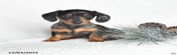 Dachshund dogs for sale: Jingles - Ad 3