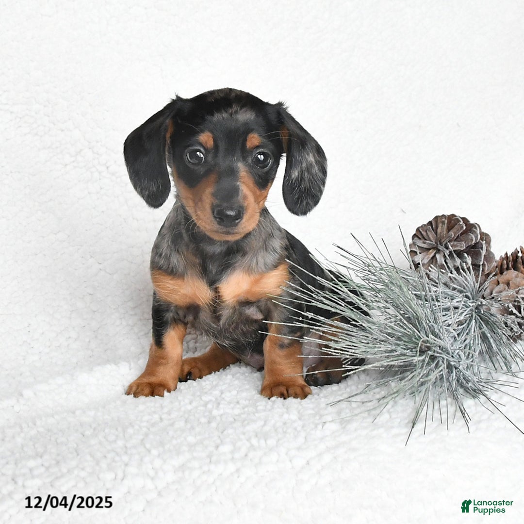 Dachshund dogs for sale: Jingles - Ad 3