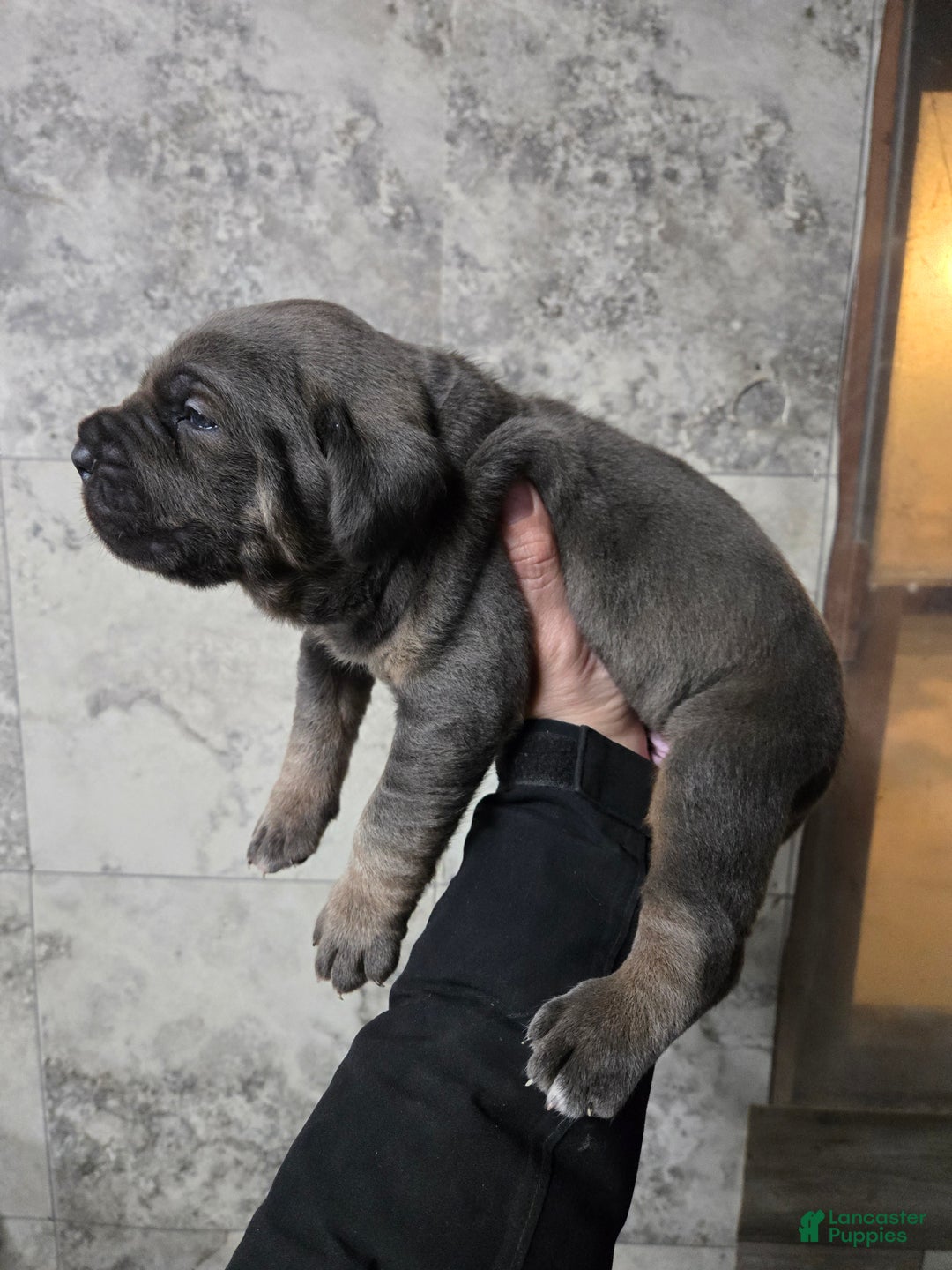 Cane Corso dogs for sale: Bowser  - Ad 2