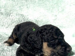 Standard Poodle dogs - Ad 5