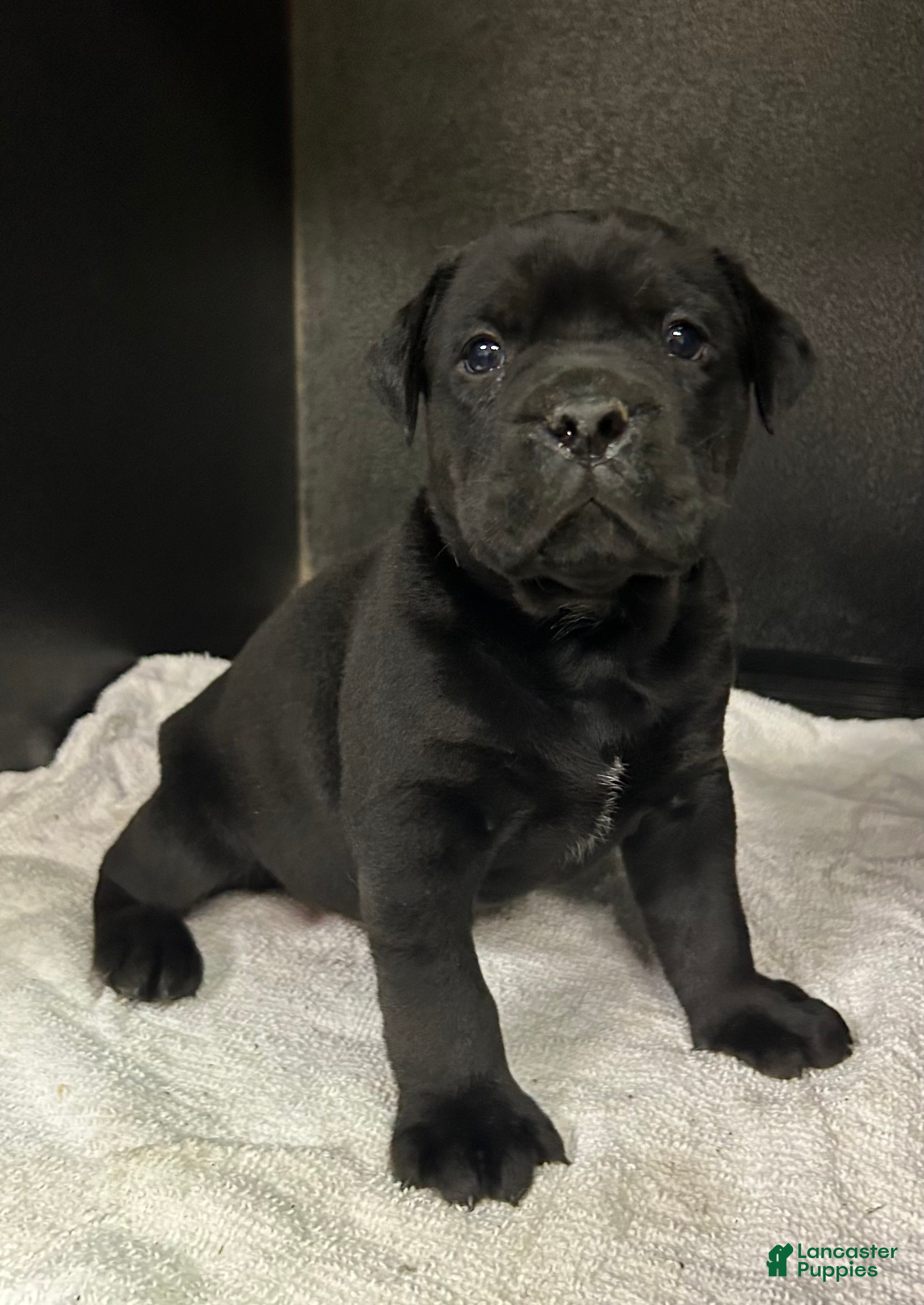 Mixed Breed dogs Billy  - Ad 1
