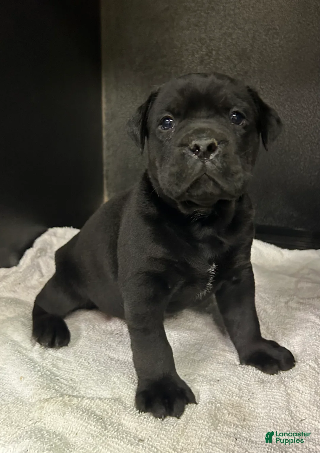 Mixed Breed dogs for sale: Billy  - Ad 1