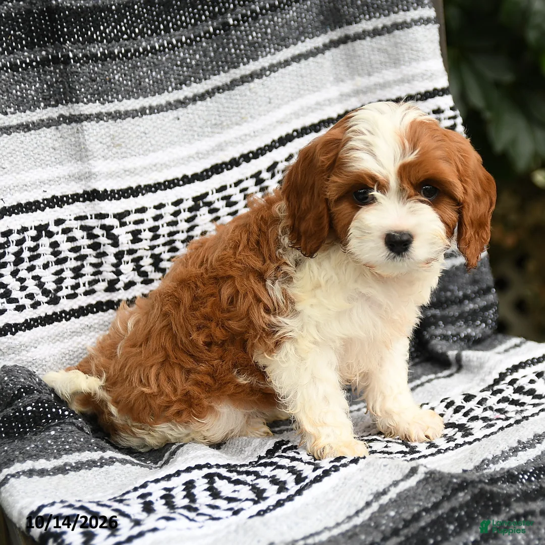 Cavapoo dogs for sale: Cherry - Ad 2