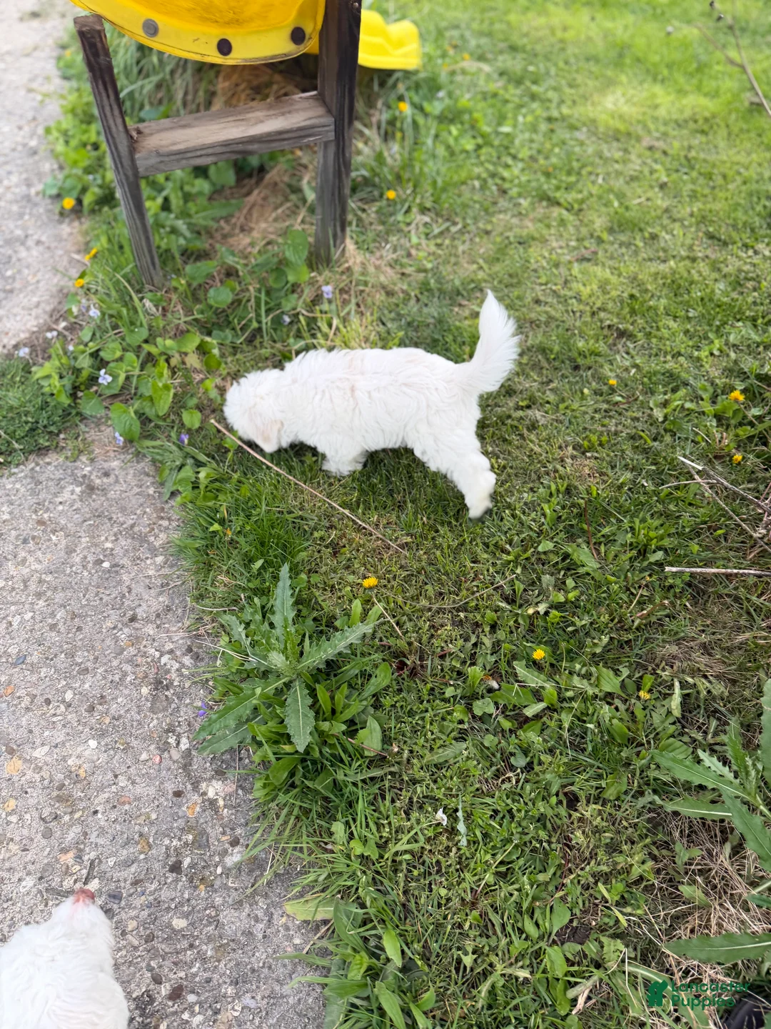 Maltipoo dogs for sale: Maltipoo Puppy 1 - Ad 6