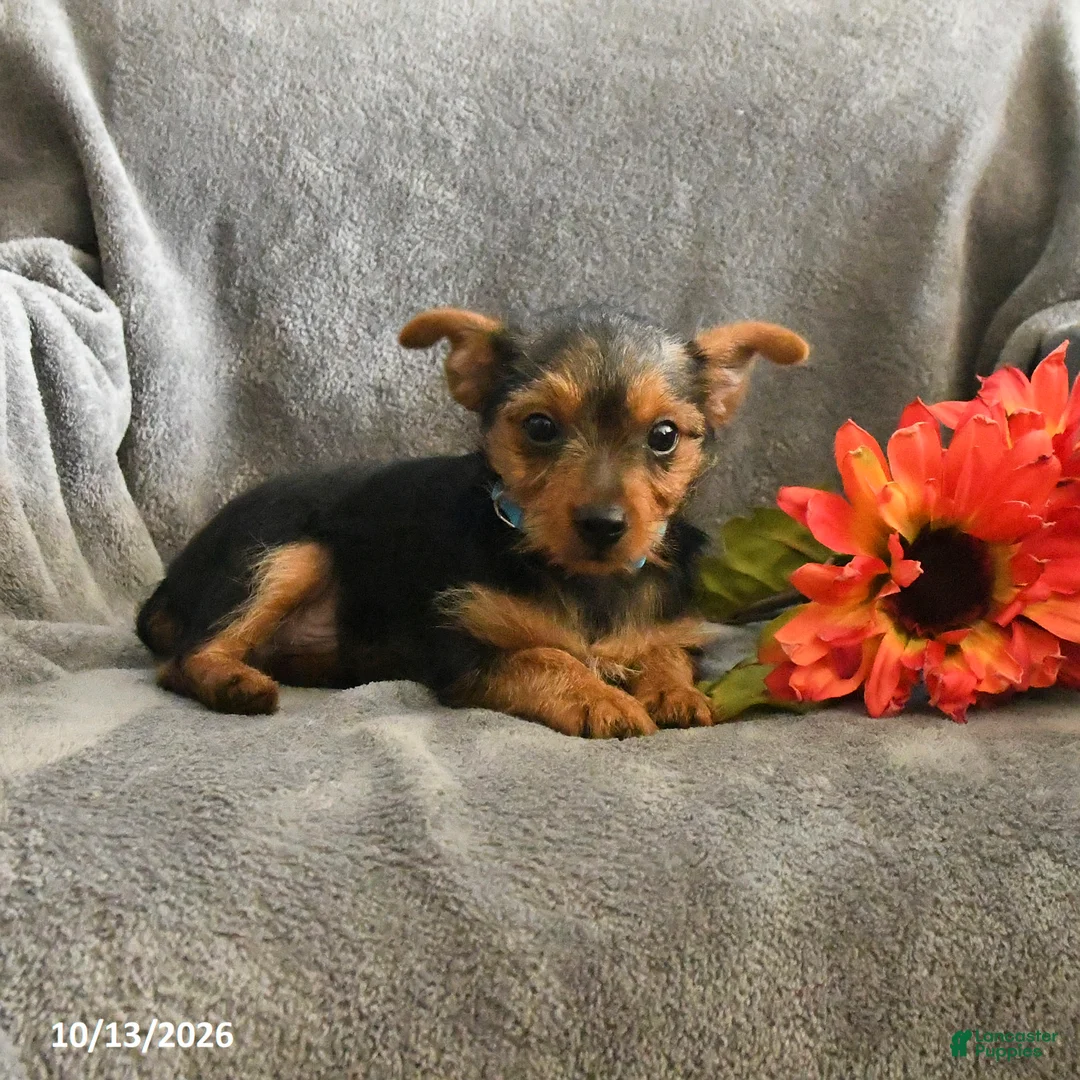 Chorkie dogs for sale: Phoenix - Ad 2
