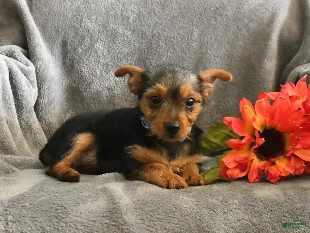 Chorkie dogs for sale: Phoenix - Ad 2