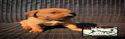 Labrador Retriever dogs for sale: Charlie - Ad 1