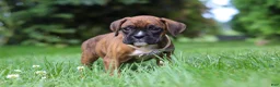 Boxer dogs for sale: Barney - Ad 8