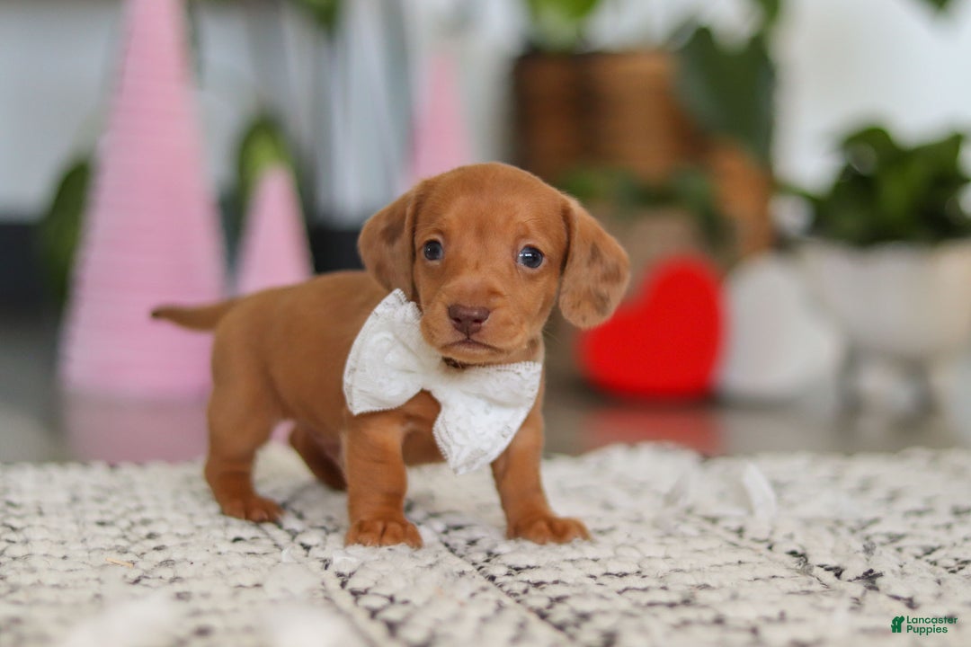 Dachshund dogs for sale: Wyatt - Ad 5