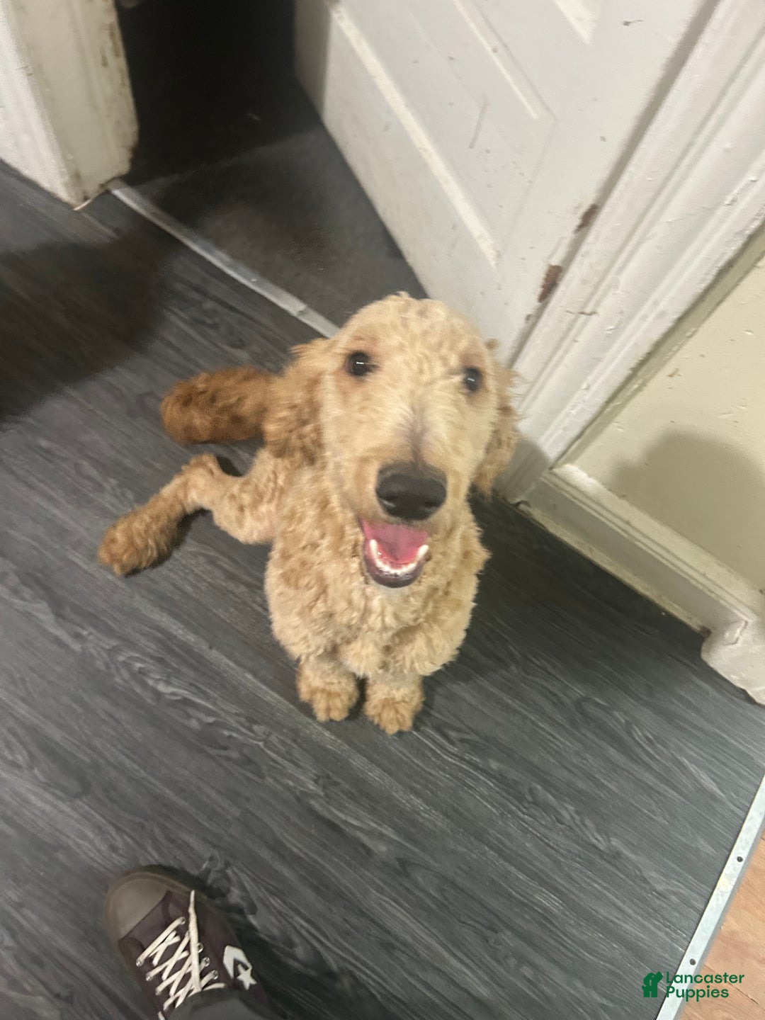 Goldendoodle dogs for sale: Zeus  - Ad 3