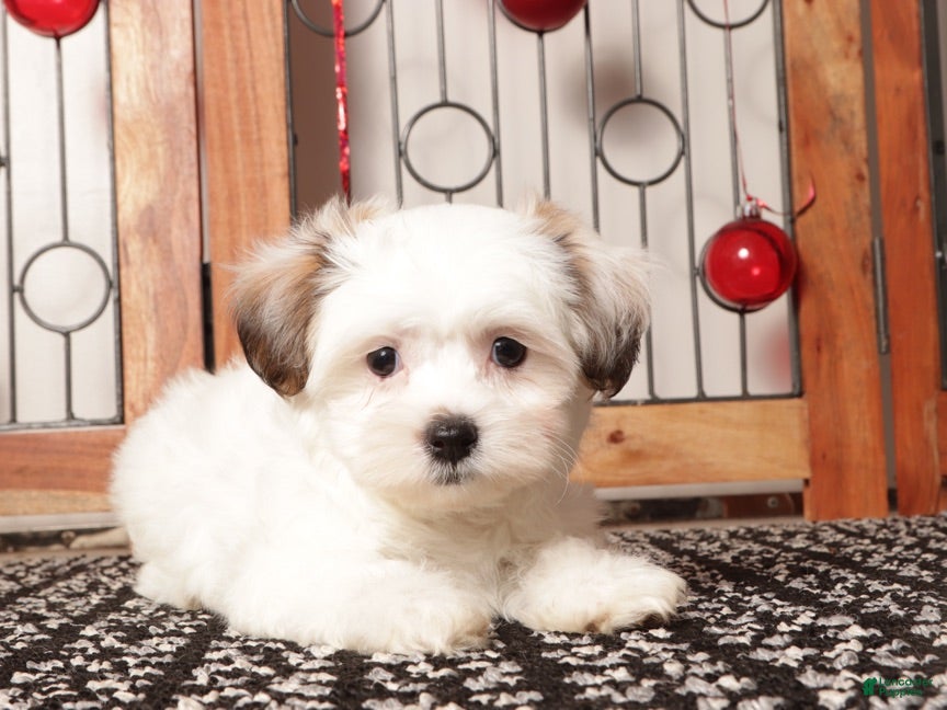 Teddy Bear dogs Juno - Ad 2