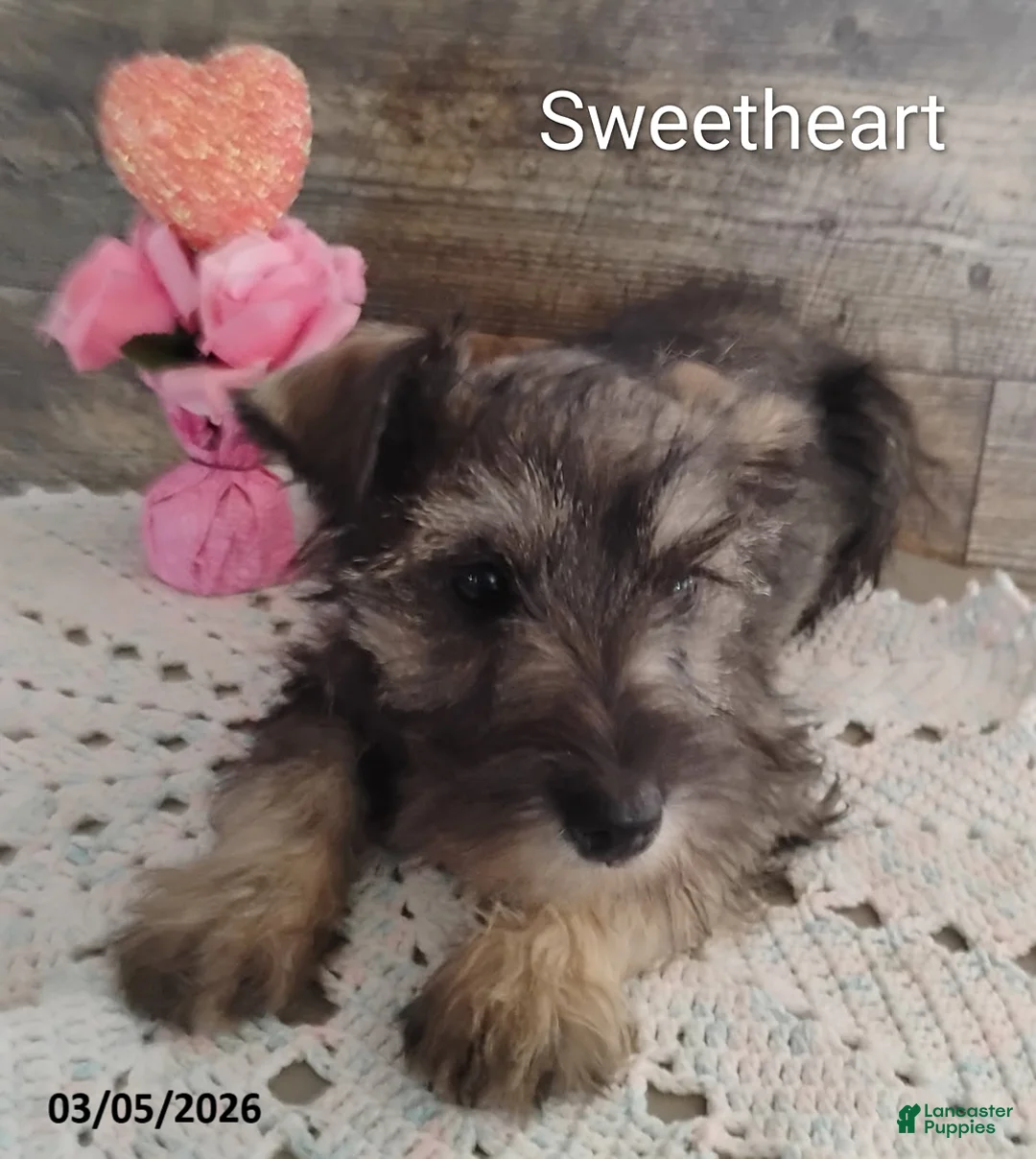 Miniature Schnauzer dogs for sale: Sweetheart - Ad 2