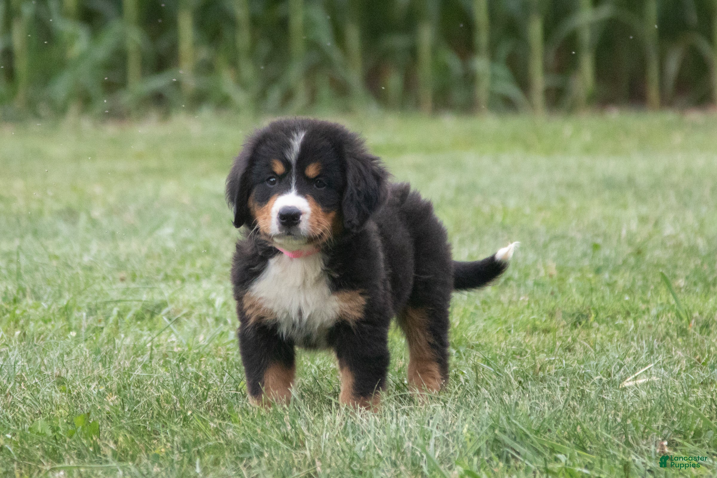Bernese Mountain Dog dogs Maya - Ad 1