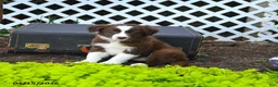 Border Collie dogs for sale: Libby - Ad 3