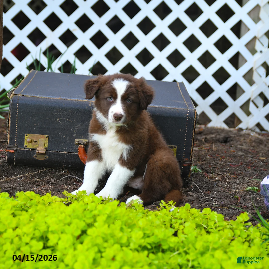 Border Collie dogs for sale: Libby - Ad 3