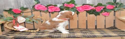 Cavalier King Charles Spaniel dogs for sale: Devon - Ad 4