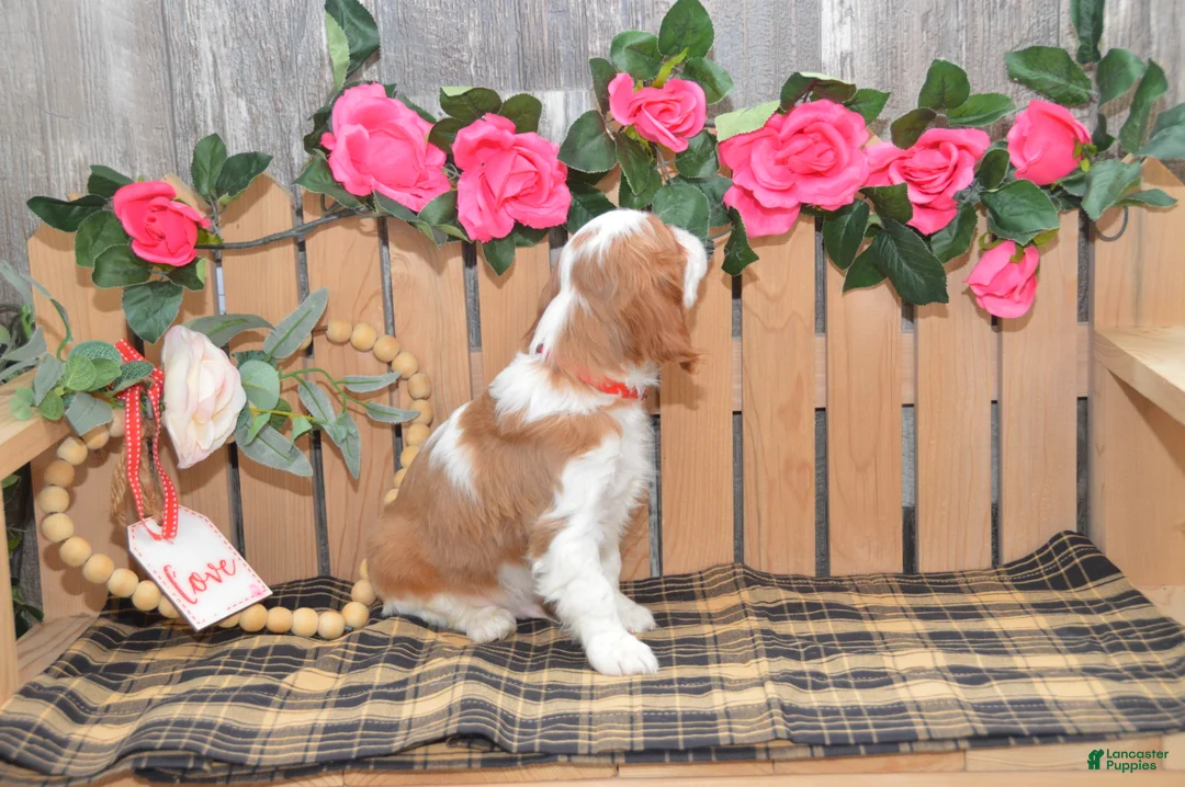 Cavalier King Charles Spaniel dogs for sale: Devon - Ad 4