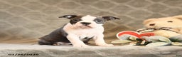 Boston Terrier dogs for sale: Heidi - Ad 3