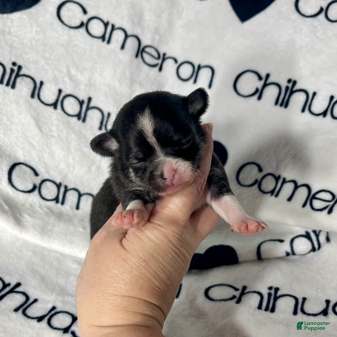 Chihuahua dogs for sale: Parker Tiny Short Coat - Ad 4