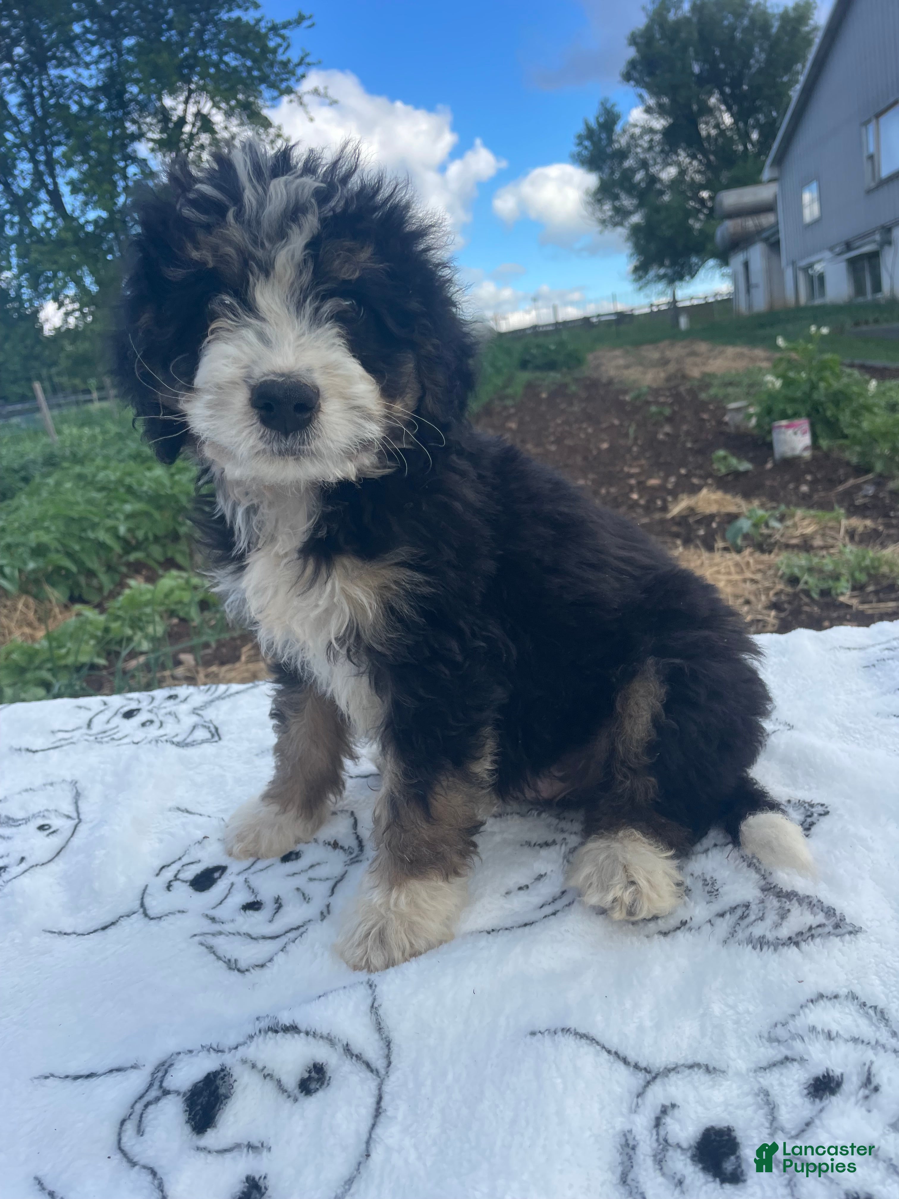 Mini Bernedoodle dogs Midnight - Ad 22