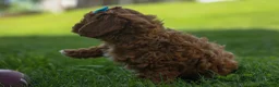 Cavapoo dogs for sale: OSCAR - Ad 17