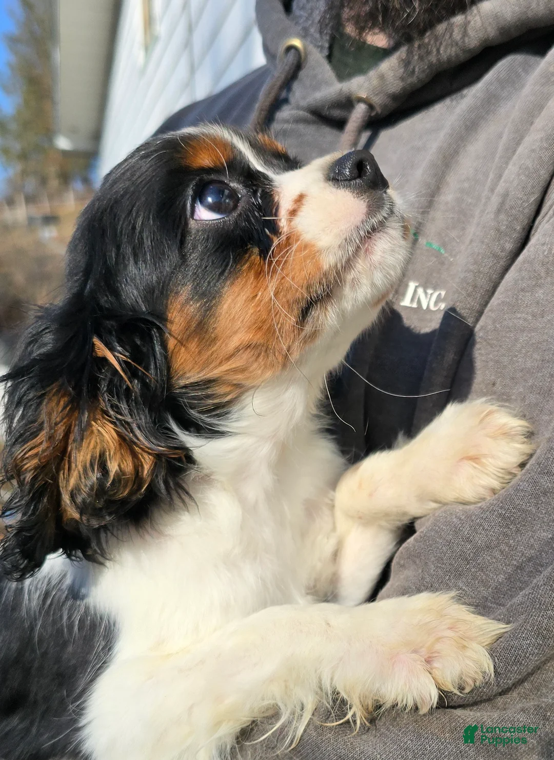 Cavalier King Charles Spaniel dogs for sale: Cavalier King Charles Spaniel Puppy 1 - Ad 2