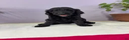 Goldendoodle dogs for sale: Tatter-Tot - Ad 2