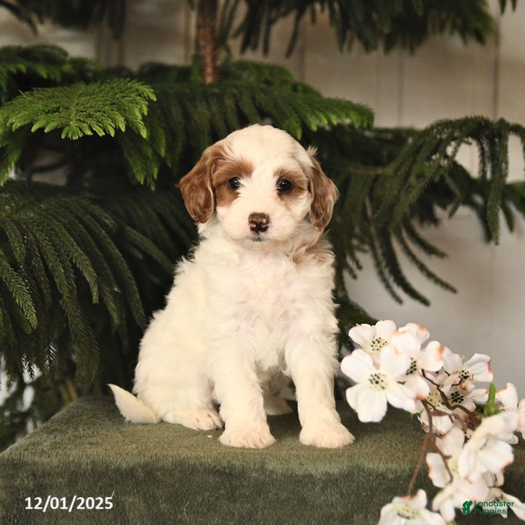 Mini Goldendoodle dogs for sale: Patches - Ad 1