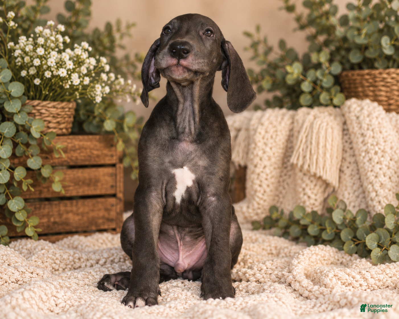 Great Dane dogs Hank - Ad 1