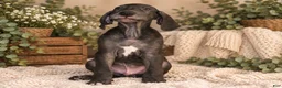 Great Dane dogs for sale: Hank - Ad 1