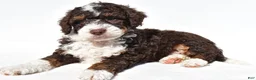Mini Bernedoodle dogs for sale:  Derrick - Ad 3
