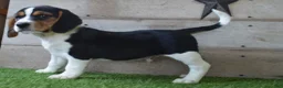 Beagle dogs for sale: Remigton - Ad 2