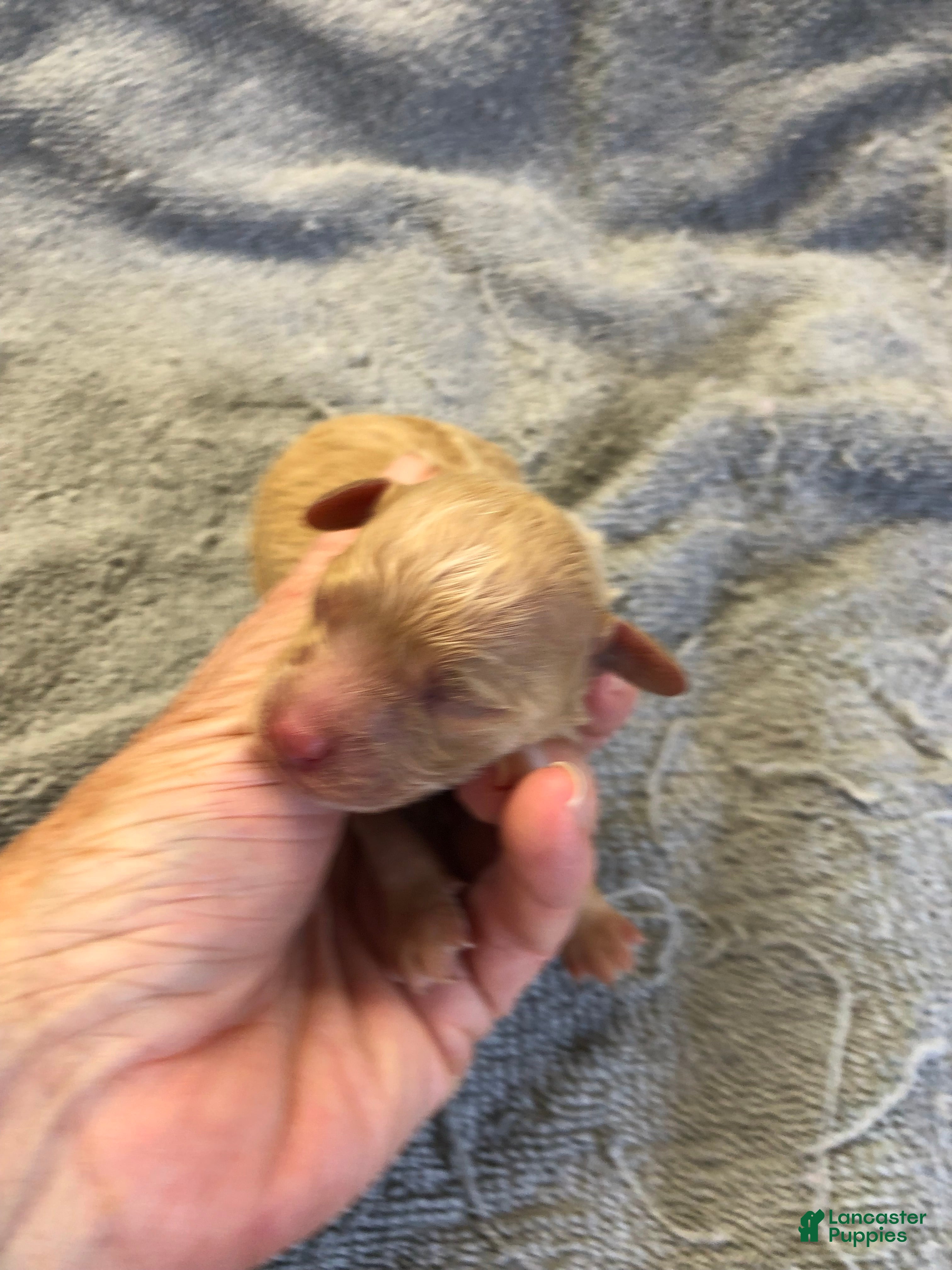 Toy Poodle dogs Loki - Ad 11