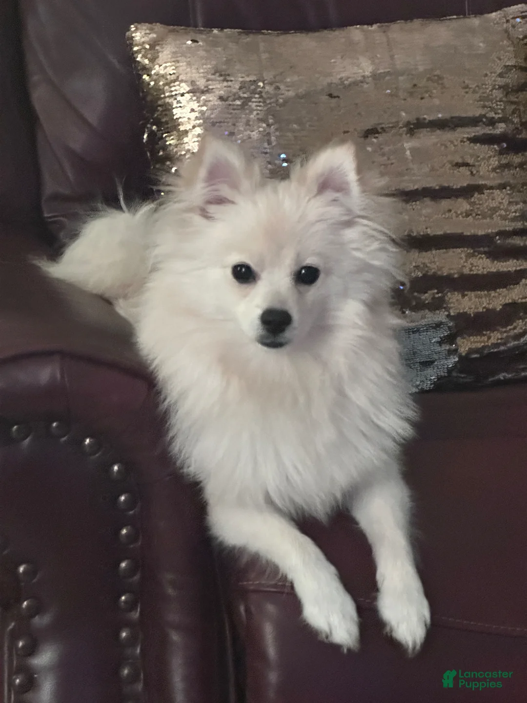 Pomeranian dogs for sale: Pomeranian Puppy 2 - Ad 2