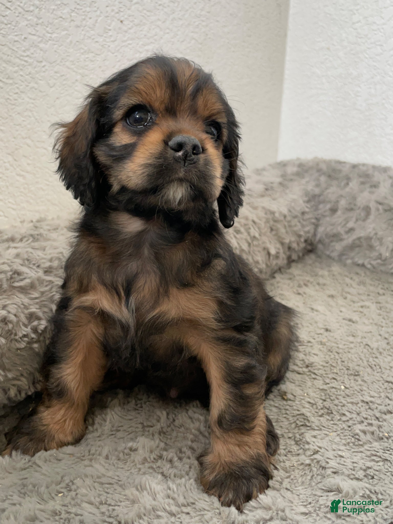 Cocker Spaniel dogs Maxine - Ad 1