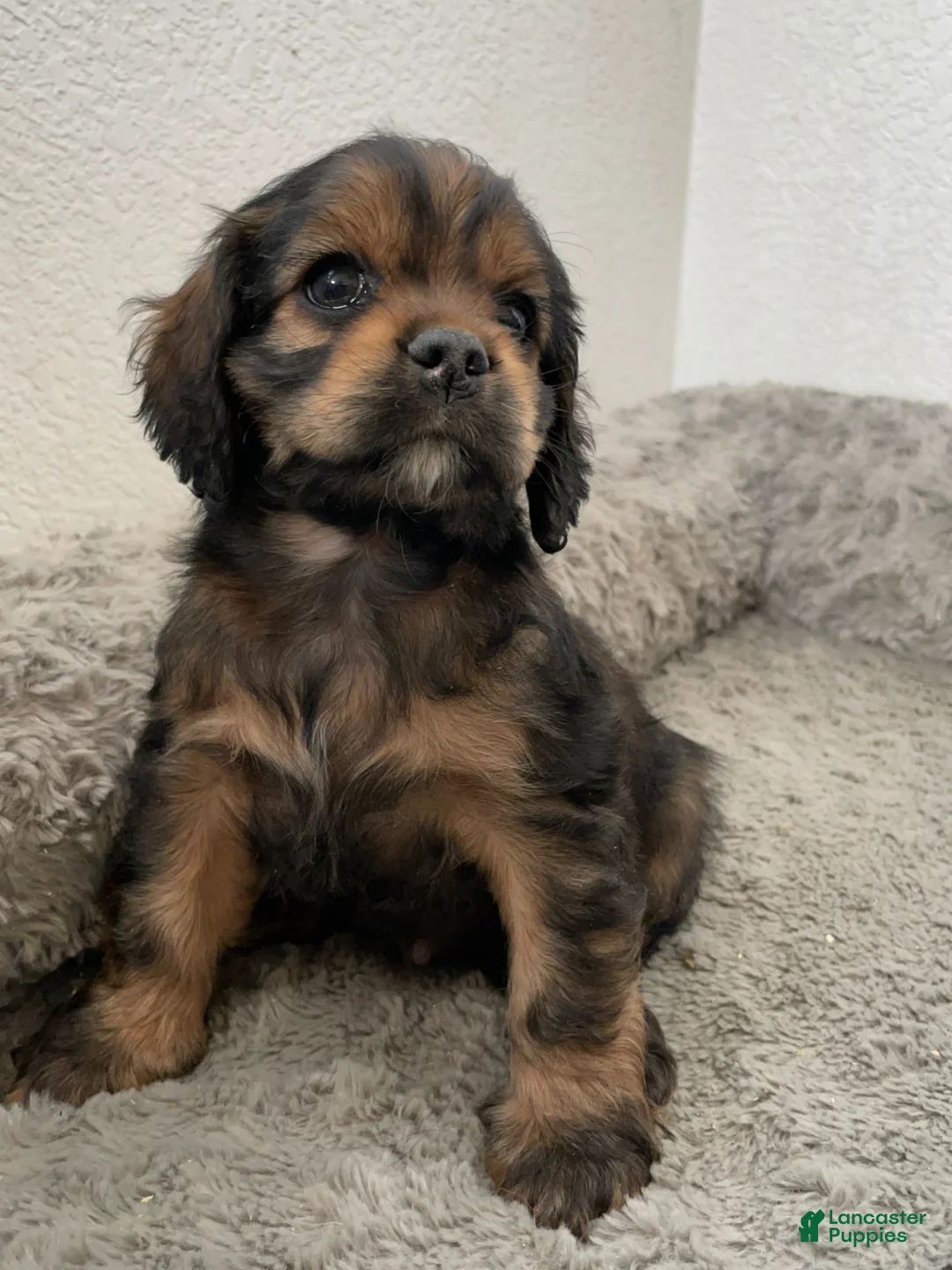 Maxine Cocker Spaniel for sale in Palmdale | Lancaster Puppies