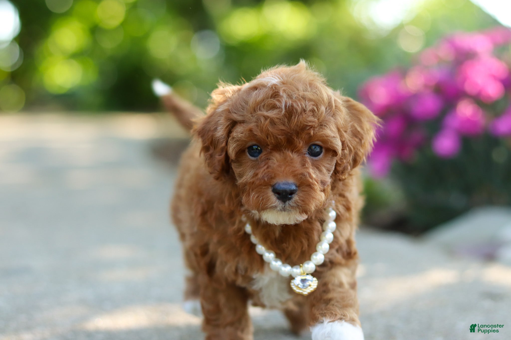 Cavapoo dogs for sale: Maggie - Ad 3