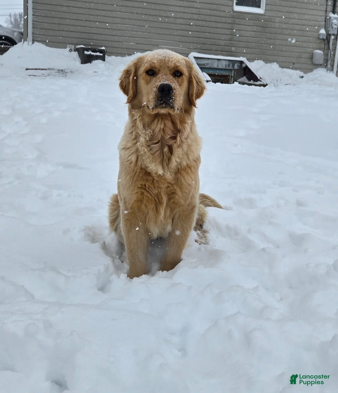 Mixed Breed dogs for sale: Hershey - Ad 4