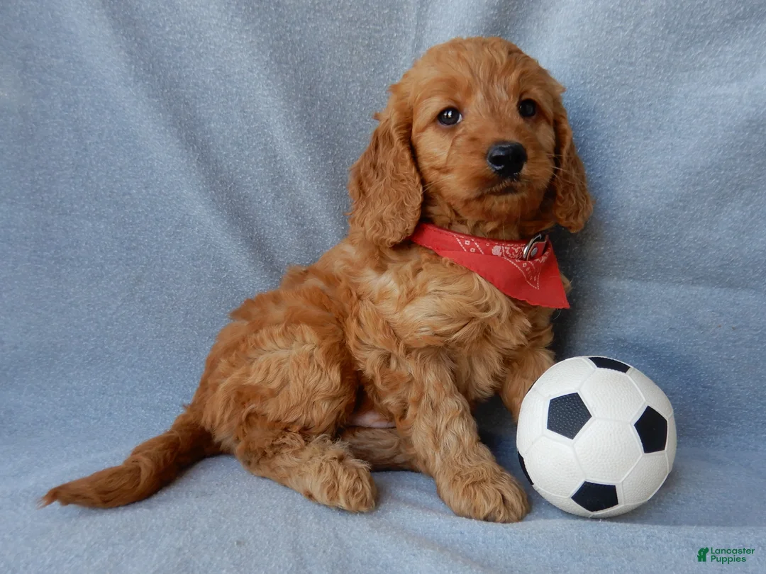 Goldendoodle dogs for sale: Logan-MEDIUM - Ad 4