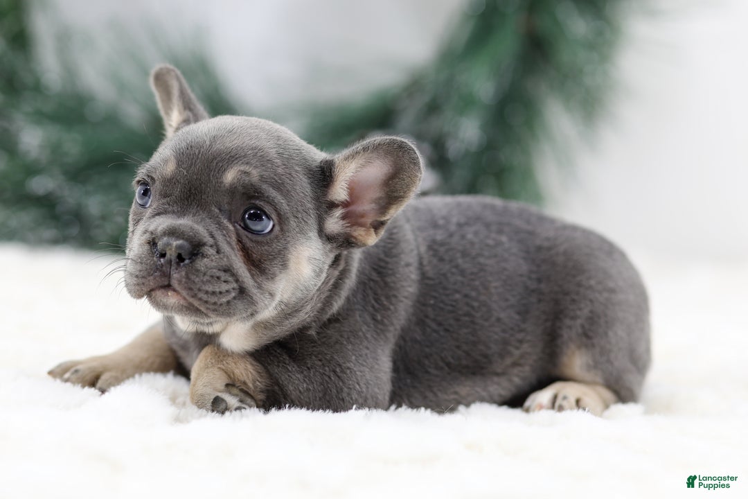 French Bulldog dogs for sale: Helen - Ad 7