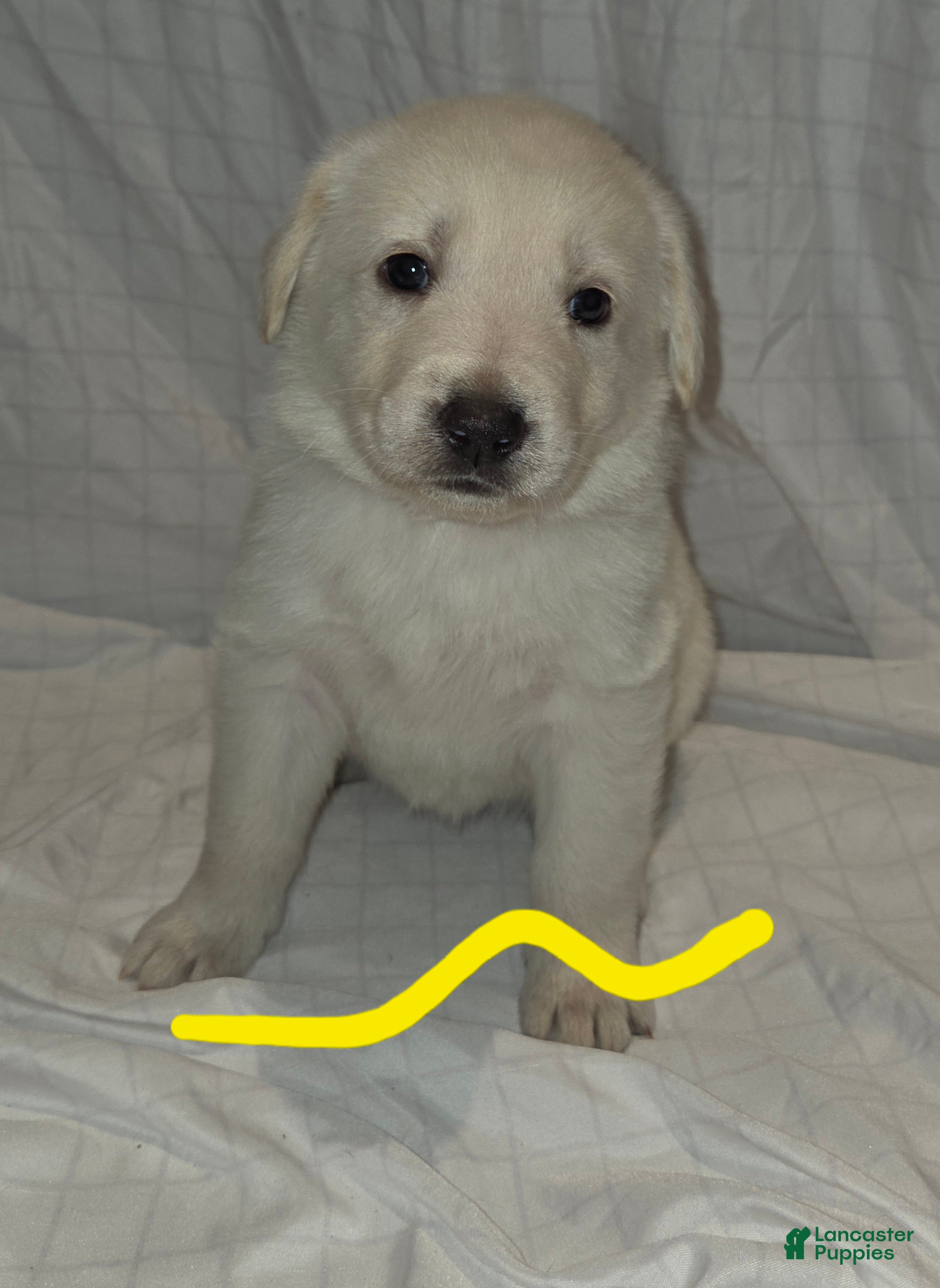 Mixed Breed dogs Golden shepherd yellow - Ad 23