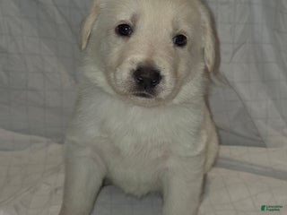 Mixed Breed dogs Golden shepherd yellow - Ad 1