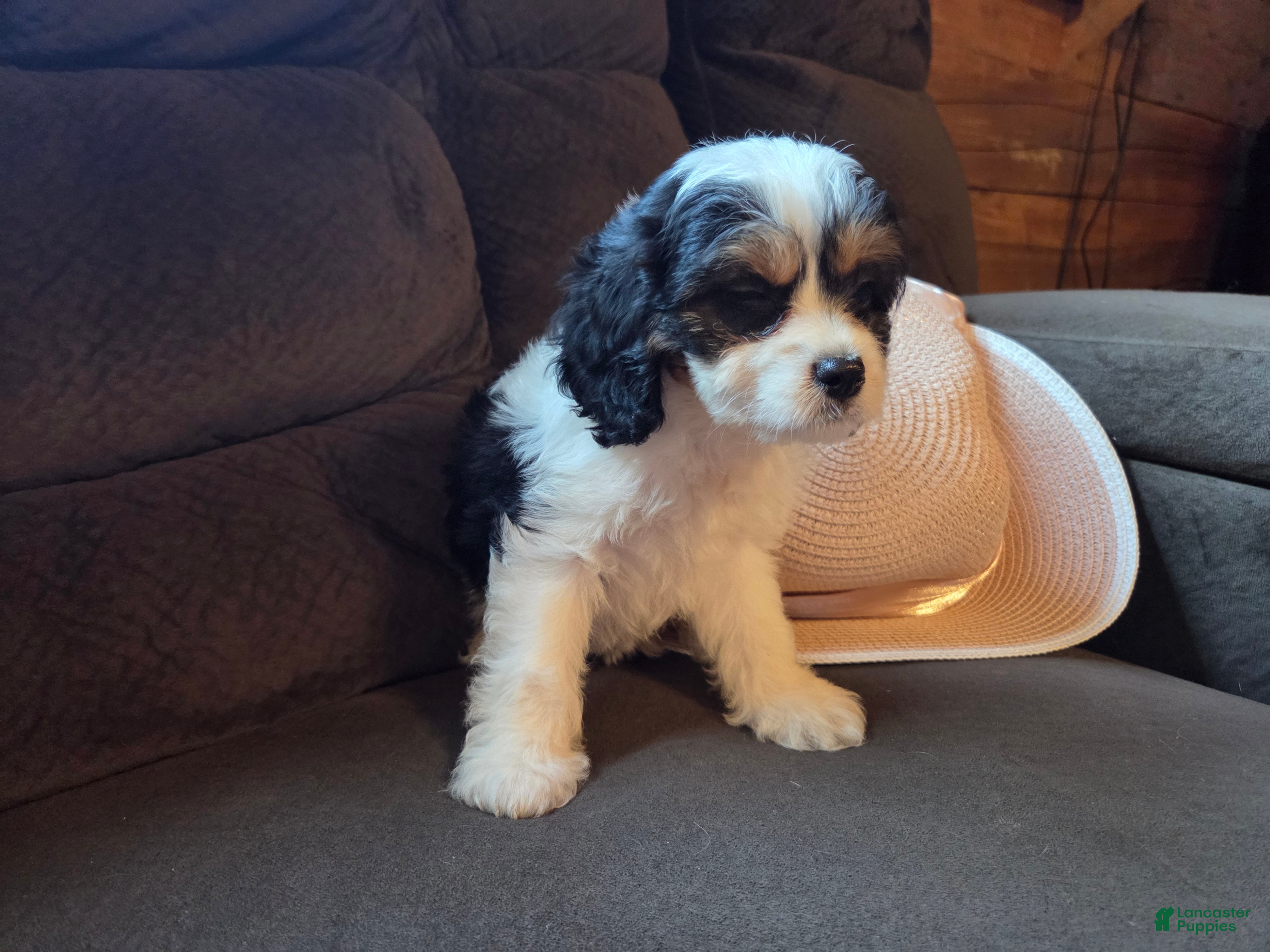 Cavapoo dogs Carrie  - Ad 2