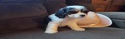 Cavapoo dogs for sale: Carrie  - Ad 2