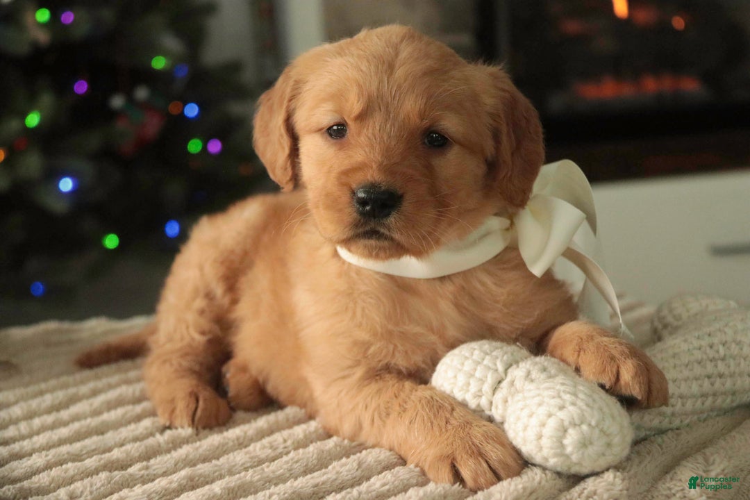 Golden Retriever dogs for sale: Savannah - AKC - Ad 3