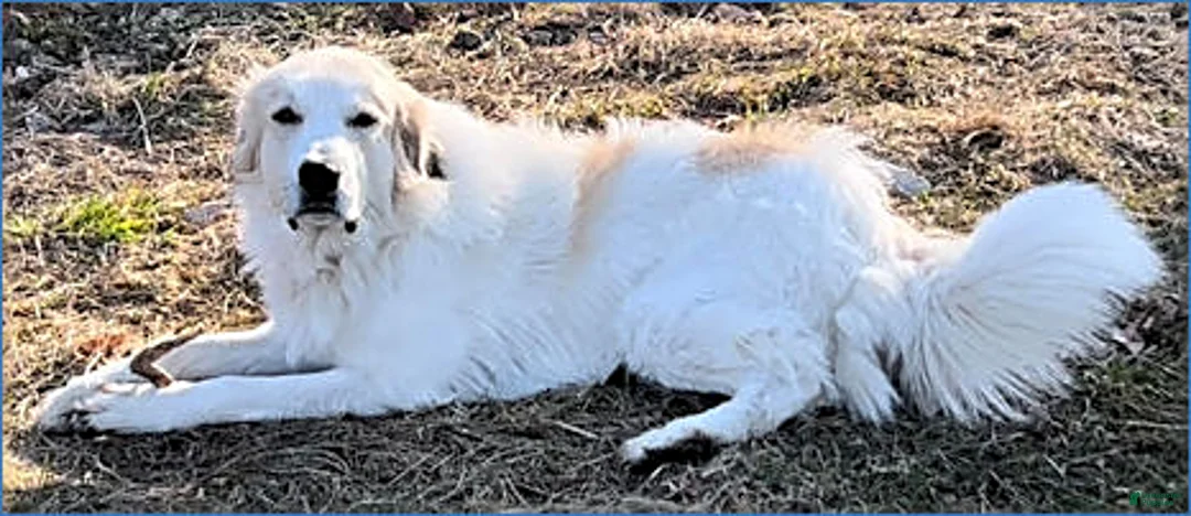 Great Pyrenees dogs for sale: Ranger - Ad 4
