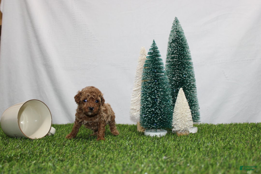 Toy Poodle dogs for sale: Ali - Ad 2