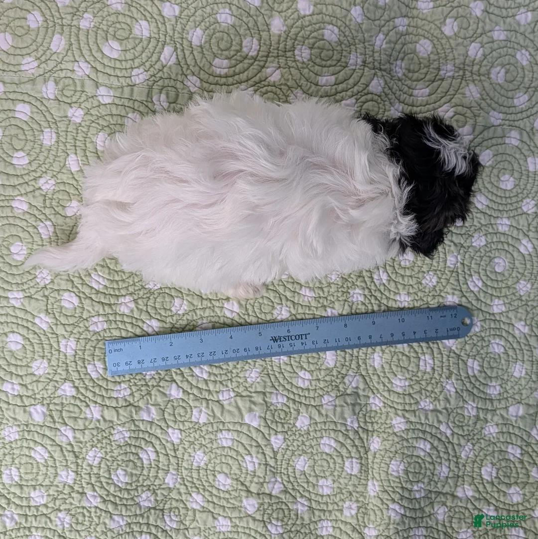 Teddy Bear dogs for sale: Crow - Ad 10